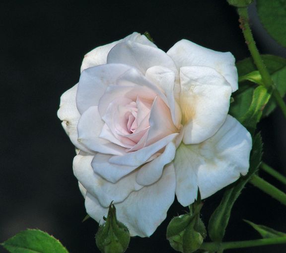 Violet Mist photo vm2013_07150030_zpse4f2a59f.jpg